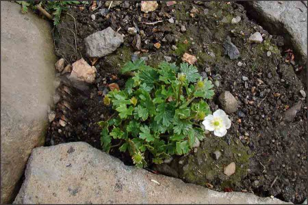 Ranunculus alpestris.